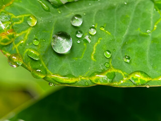 raindrops on fresh green leaves with natural background. Macro shot of water droplets on leaves. Water drops on green leaves after rain