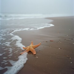Fototapete - A starfish is laying on the sand near the water. The image has a calm and peaceful mood, as the starfish is alone and not disturbed by any other creatures