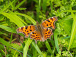 Comma Butterfly Resting in a Grass Meadow