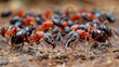 A swarm of black and red ants scurry across the soil