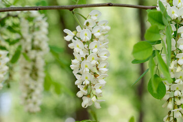 Sticker - Acacia tree flowers blooming in the spring. 