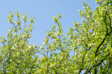 Sticker - Acacia tree flowers blooming in the spring. 