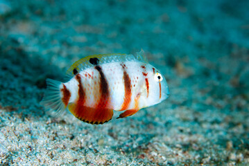 Wall Mural - Leaf Wrasse Iniistius dea