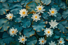 Top Down View Of A Lotus Pond