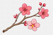 Plum blossom Transparent background