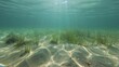 Underwater seagrass beds, clear water, midday sun casting patterns on sandy floor, school of small fish