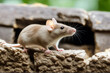 © mohamedwafi - wall house looks out Common mouse mink maggot whisker hole domestic grey decompose pest single apartment brown wild funny fur indoor small 1 macro