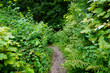 Narrow footpath between overgrown green plants 
