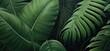 Nature background featuring lush green tropical leaves.
