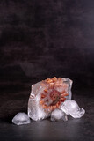 Fototapeta Panele - Old gerbera flower frozen in an ice cube