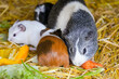 Portrait of cute guinea pigs in an enclosure.
