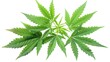 Cannabis Marijuana. Green Leaves of Hemp and Ganja Plant on Isolated White Background