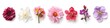 Spring Flowers on White Background. Collection of Beautiful Blossoms for Anniversary Banner Design