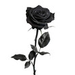 Black rose on transparent background, png	
