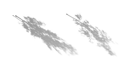 realistic shadow from a birch betula thin tree isolated png on a transparent background premium cuto