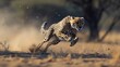 A cheetah sprinting at full speed in pursuit of its prey
