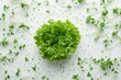 A scattering of alfalfa sprouts surrounding a central cluster of lettuce on a white canvas