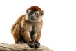 Madidi titi monkey on a white background. Wildlife Animals. Illustration, Generative AI.