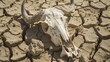 A white buffalo skull with horns lies on the cracked ground in the desert. The desert is dry and barren, there is no vegetation in it