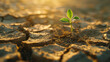 Close-up of a small green plant making its way out from under the dry cracked earth. The concept of drought management.