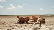 A dead cow lies in a dry, barren field. The worst drought in the region. The cow is brown, she has a tag on her ear.