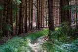 Fototapeta  - A beautiful natural pine forest in Germany.