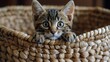 Small Kitten Sitting Inside Woven Basket