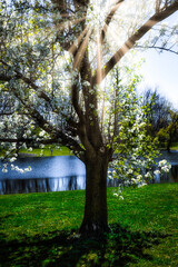 Wall Mural - Rays from the setting sun show through the branches of this Dogwood Tree that is in full Bloom.  A warm Spring day at Otsiningo Park in Binghamton NY.  Wind blowing over lake at pare in Upstate NY.