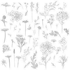 Poster - Big collection of vector modern lined flowers