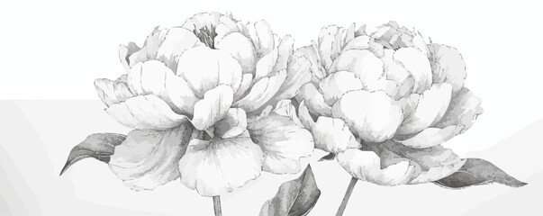 Wall Mural - peony line art simple minimal