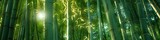 Fototapeta Panele - serene sunlight filters through vibrant green bamboo, portraying the tranquil ambiance of an oriental zen forest