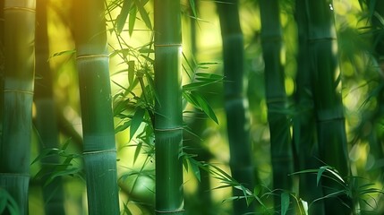 Wall Mural - tranquil bamboo grove capturing the essence of zen and harmony in the heart of a peaceful nature escape