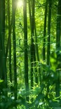 Fototapeta Dziecięca - tranquil escape into nature, a dense bamboo thicket bathed in sunlight offering calm and harmony