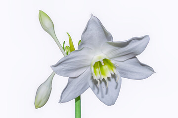 Wall Mural - Amazon lily flower on white background Eucharis grandiflora