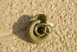 Diced snake (Natrix tesselata curled up in ball and hid its head under rings, because predator kills in head, but does not know where potentially poisonous head is. Put head in sand almost