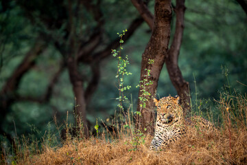 Wall Mural - indian wild male leopard or panther or panthera pardus in natural scenic green background and beautiful winter light on his face in safari at jhalana leopard reserve forest jaipur rajasthan india