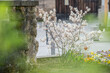 Blühende Kupferfelsenbirne Amelanchier lamarckii neben Natursteinmauer