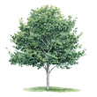 Vector watercolor green tree side view isolated for landscape and architecture drawing, elements for environment and garden,botanical elements for section in spring