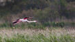Greater Flamingo in flight over a pond in the south of France