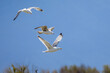 European Herring Gull in flight