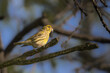 European Serin perched on a tree branch in the morning light