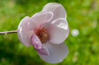 Różowy kwiat magnolii na zielonym tle. Świeżo kwitnący delikatny i piękny kwiat drzewa ozdobnego kwitnącego na kwietniku.