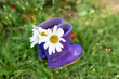 © ADDICTIVE STOCK - Purple rain boots with white daisies in a garden