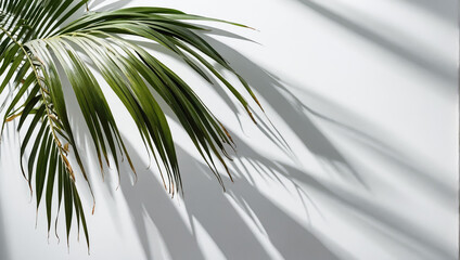 Wall Mural - creative layout of colorful palm leaves on a white background in the rays of the sun, with shadows. 