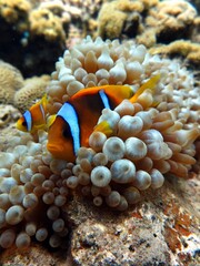 Canvas Print - Red sea clown fish