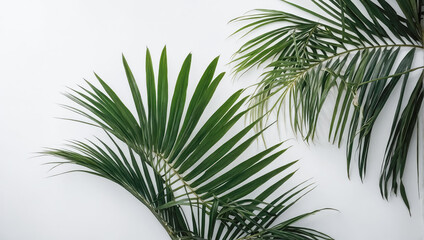 Wall Mural - creative layout of colorful palm leaves on a white background in the rays of the sun, with shadows. 
