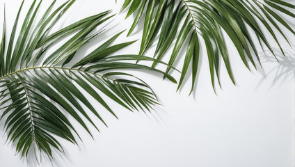 Poster - Creative layout of colorful palm leaves on a white background in the rays of the sun, with shadows. Minimal summer exotic concept with copy space