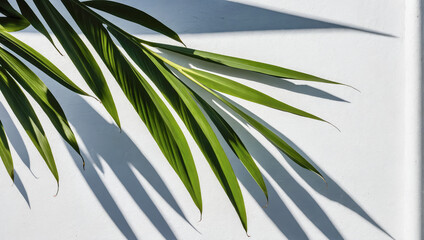 Wall Mural - creative layout of colorful palm leaves on a white background in the rays of the sun, with shadows. 