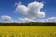 rapeseed field and sky,wolken über rapsfeld