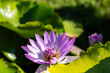 Lotus Flowers Bloom In The Morning